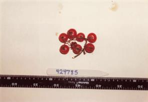 Click for 1 image(s) for this accession. FRUIT